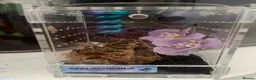 Mixed Breed invertebrates for sale: Mixed Centipede, mantis, and spiders  - Advert 1