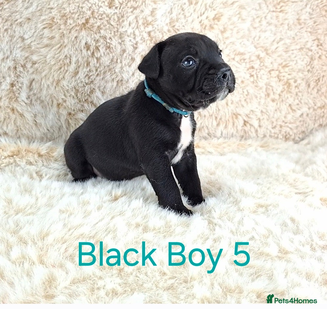 Staffordshire Bull Terrier dogs Classic Staffordshire Bull Terrier Puppies  - Advert 1