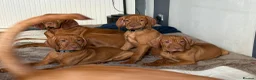 Hungarian Vizsla dogs for sale: 🇭🇺 Hungarian Vizsla puppies 🇭🇺 - Advert 6