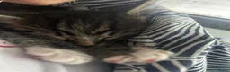 Mixed Breed cats for sale: tabby kittens  - Advert 3