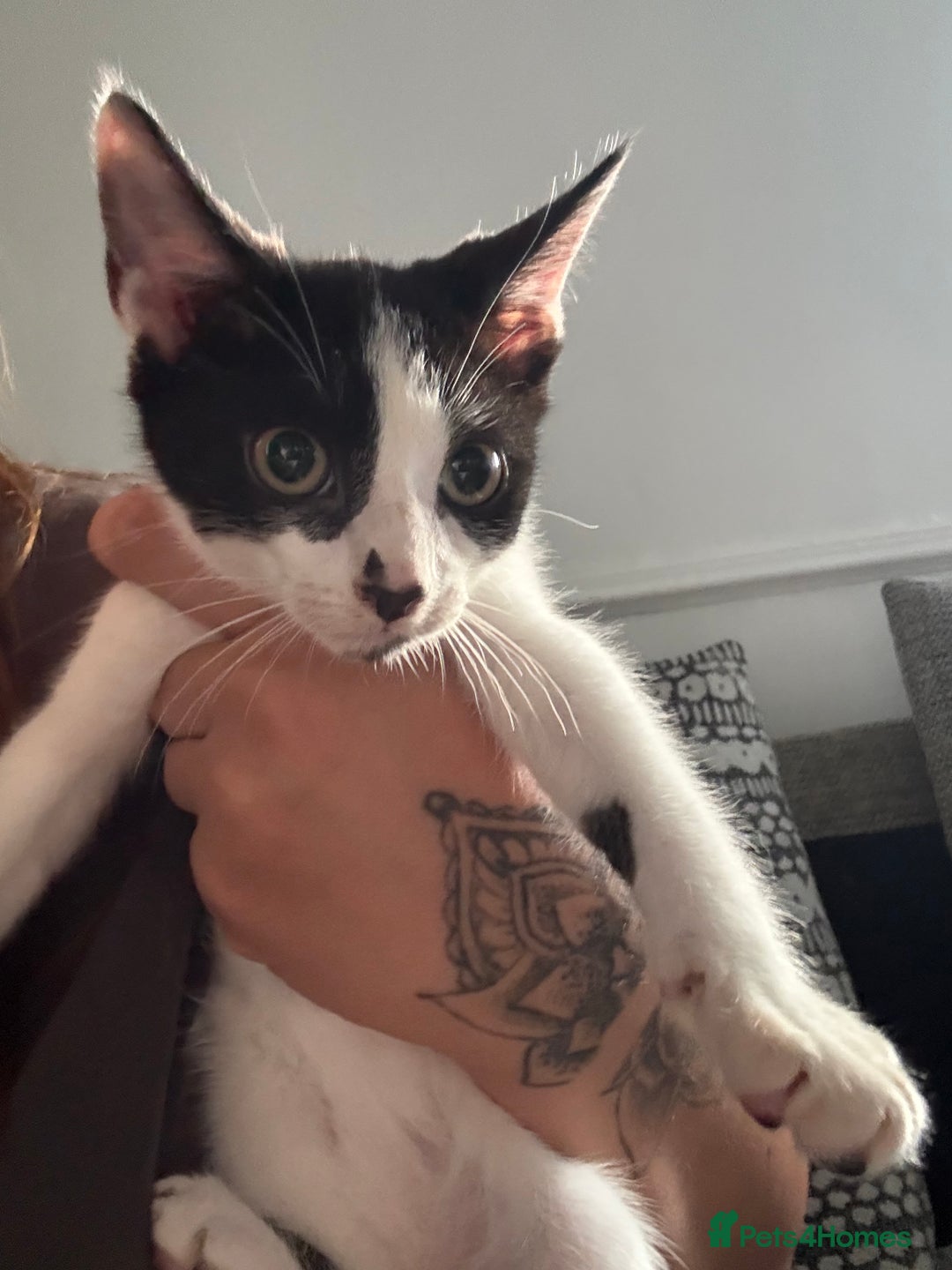 Mixed Breed cats for sale: FREE**** 12 week old black and white kittens  - Image 3