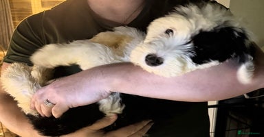 Mixed Breed dogs Ready Now 3 x Sheepadoodle Puppies Females Cardiff - Advert 1