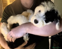 Mixed Breed dogs Ready Now 3 x Sheepadoodle Puppies Females Cardiff - Advert 4