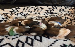 Shih Tzu dogs for sale: 5 stunning kc registered shih tzu pups - Image 17