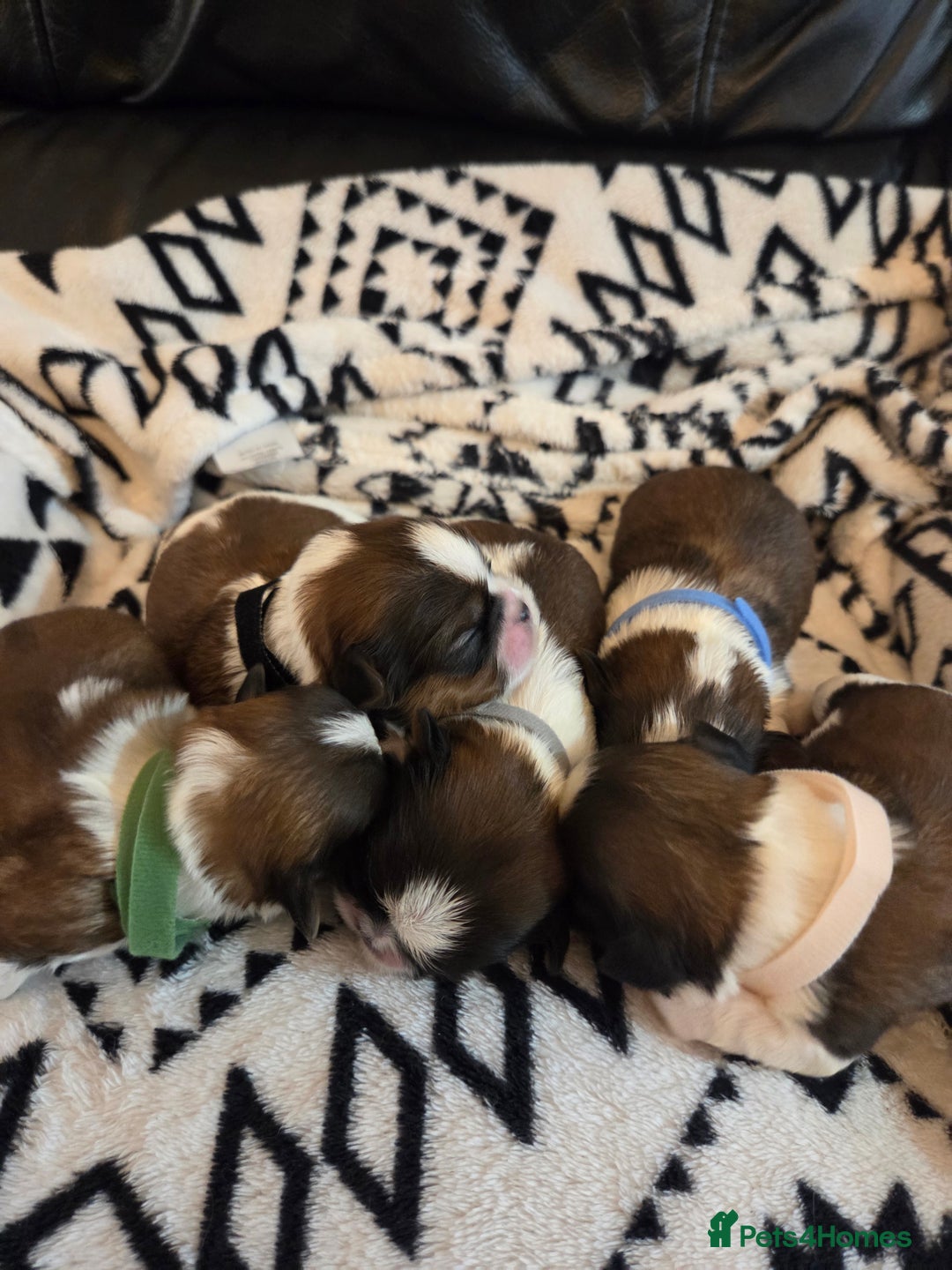 Shih Tzu dogs for sale: 5 stunning kc registered shih tzu pups - Image 17