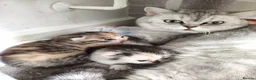 Munchkin cats for sale: Beautiful girls  - Advert 2