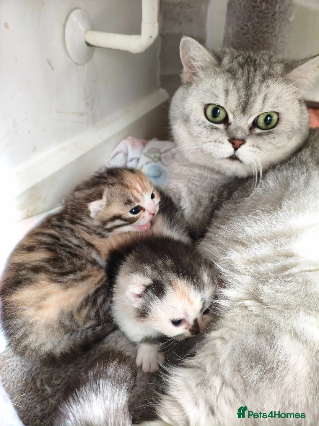 Munchkin cats for sale: Beautiful girls  - Advert 2