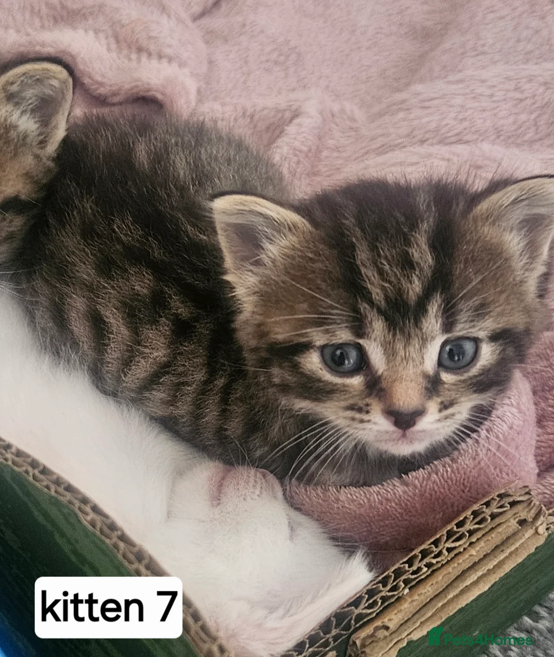 Mixed Breed cats for sale: Beautiful Kittens  in Swadlincote - Advert 2