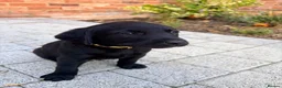 Labrador Retriever dogs for sale: Puppys For Forever Homes - Advert 9
