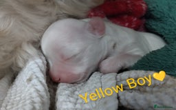 Morkie dogs for sale: Beautiful Morkie Puppies - Image 10