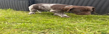 German Shorthaired Pointer Puppy 5