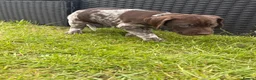German Shorthaired Pointer dogs for sale: German shorthaired pointer ready to go  - Advert 21