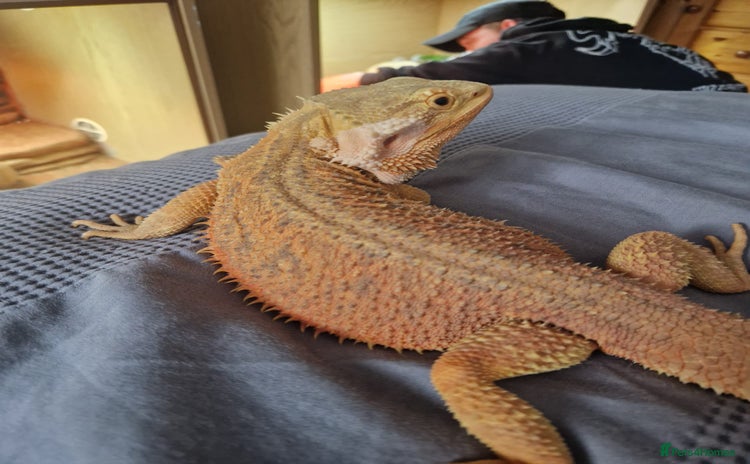 Bearded Dragon reptiles - Advert 3