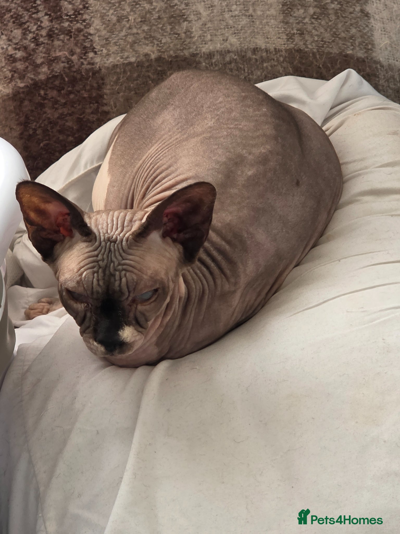 Sphynx cats  Kittens Ready for Loving Homes - Advert 3