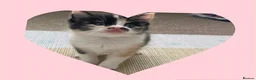 Ragdoll cats for sale: Beautiful ragdoll kittens - Advert 6