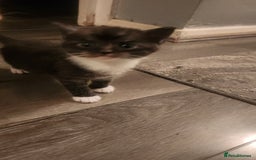 Mixed Breed cats for sale: Half maincoon half domestic tom - Image 5