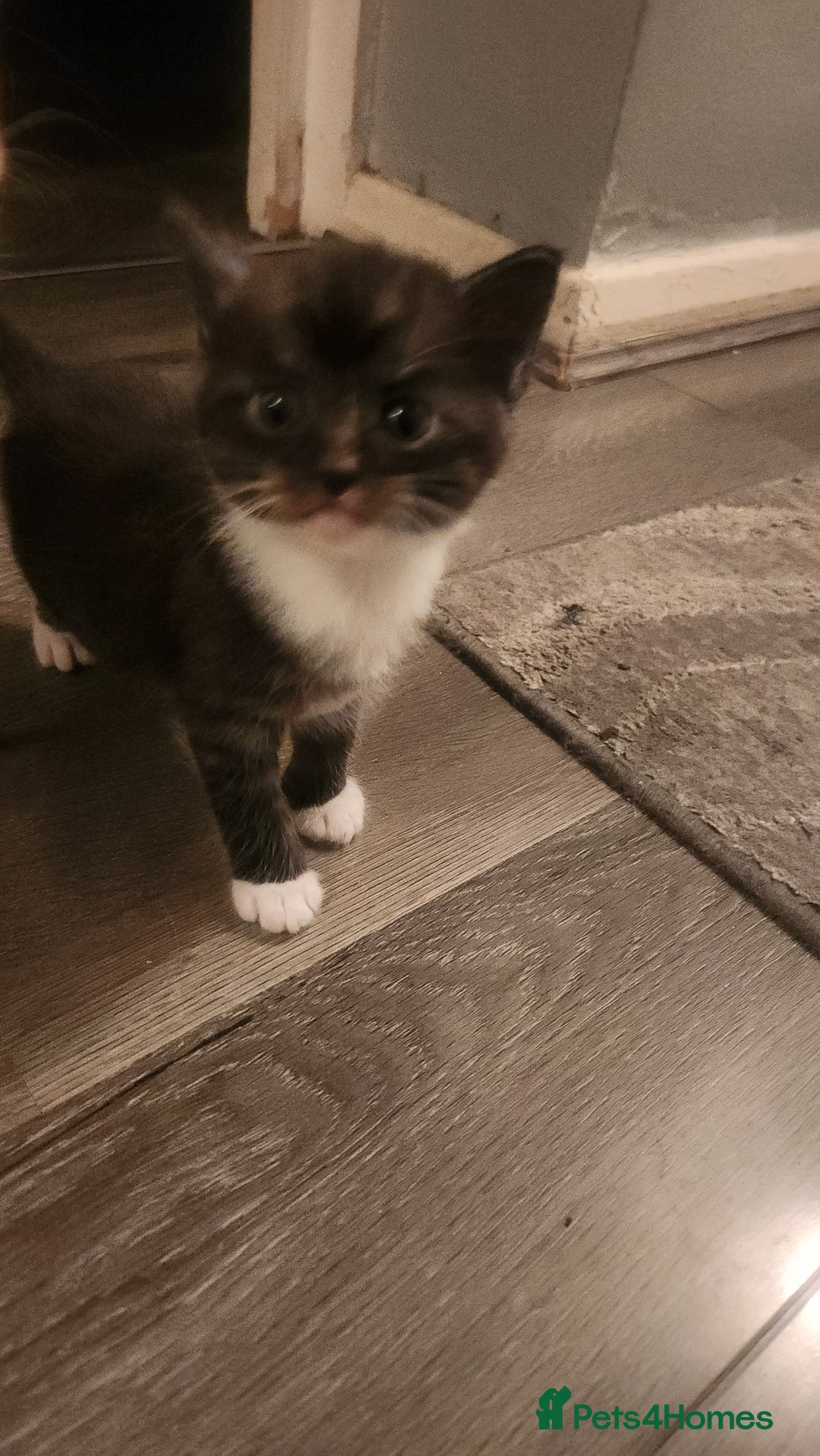 Mixed Breed cats for sale: Half maincoon half domestic tom - Image 5