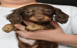 Dachshund dogs for sale: true miniature dachshund puppies ready now  - Image 15