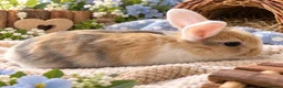 Mixed Breed rabbits for sale: Beautiful baby bunnies for sale  - Advert 4