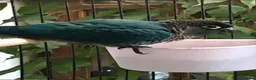 Conures birds for sale: Turquoise Conure in Haverfordwest - Advert 4