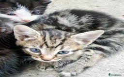 Mixed Breed cats for sale: Lovely kittens  - Image 2
