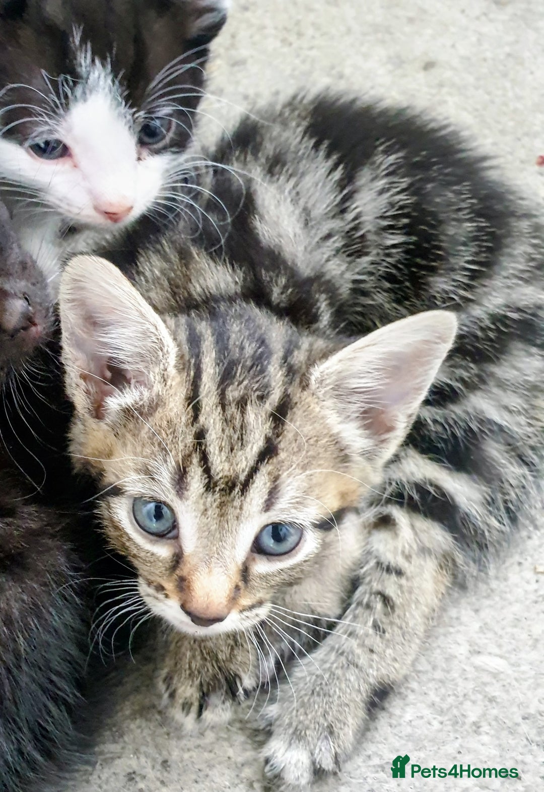 Mixed Breed cats for sale: Lovely kittens  - Image 2