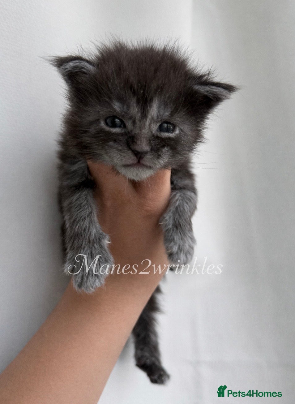 Maine Coon cats Pure Mainecoons - Advert 1