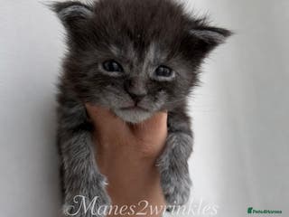 Maine Coon cats Pure Mainecoons - Advert 1