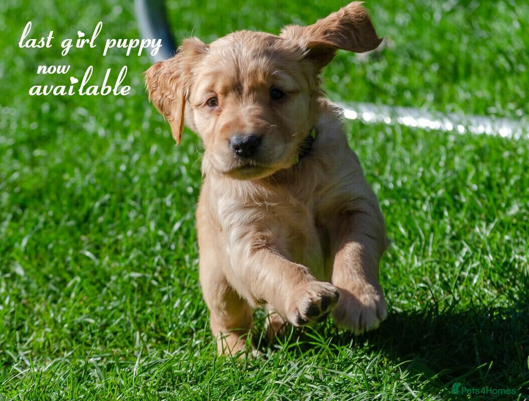 Golden Retriever dogs KC 𝑫𝒂𝒓𝒌 𝑹𝒆𝒕𝒓𝒊𝒆𝒗𝒆𝒓 𝑷𝒖𝒑𝒑𝒊𝒆𝒔 - Advert 16
