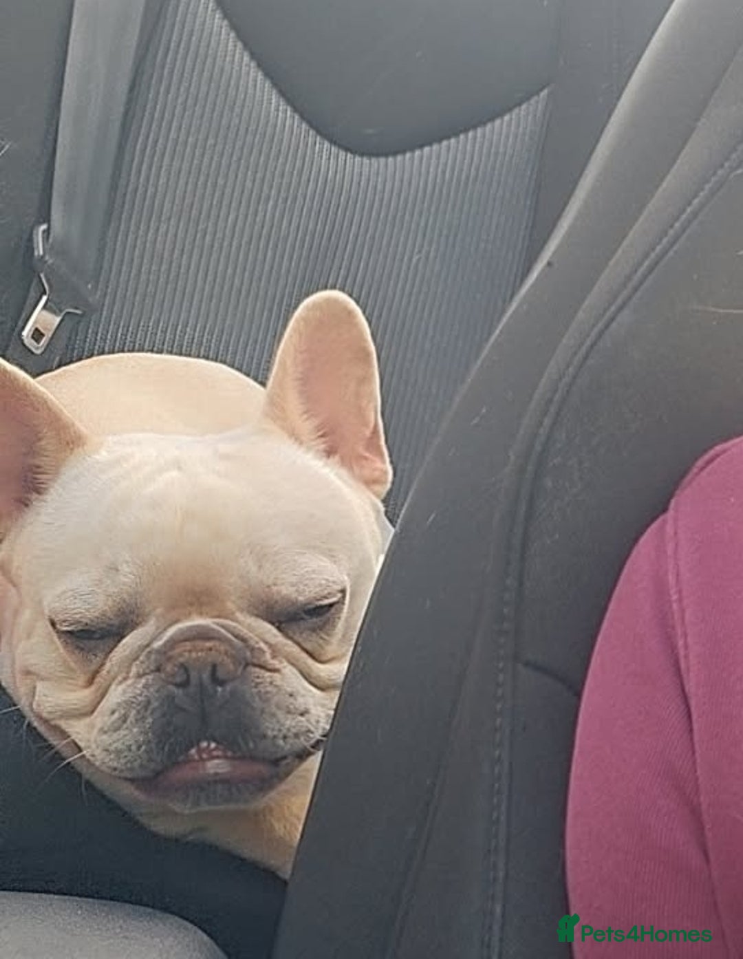 French Bulldog dogs for sale: Remus ❤️  - Advert 2
