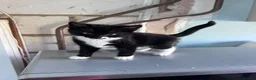 Mixed Breed cats for sale: Seven beautiful kittens  - Advert 9