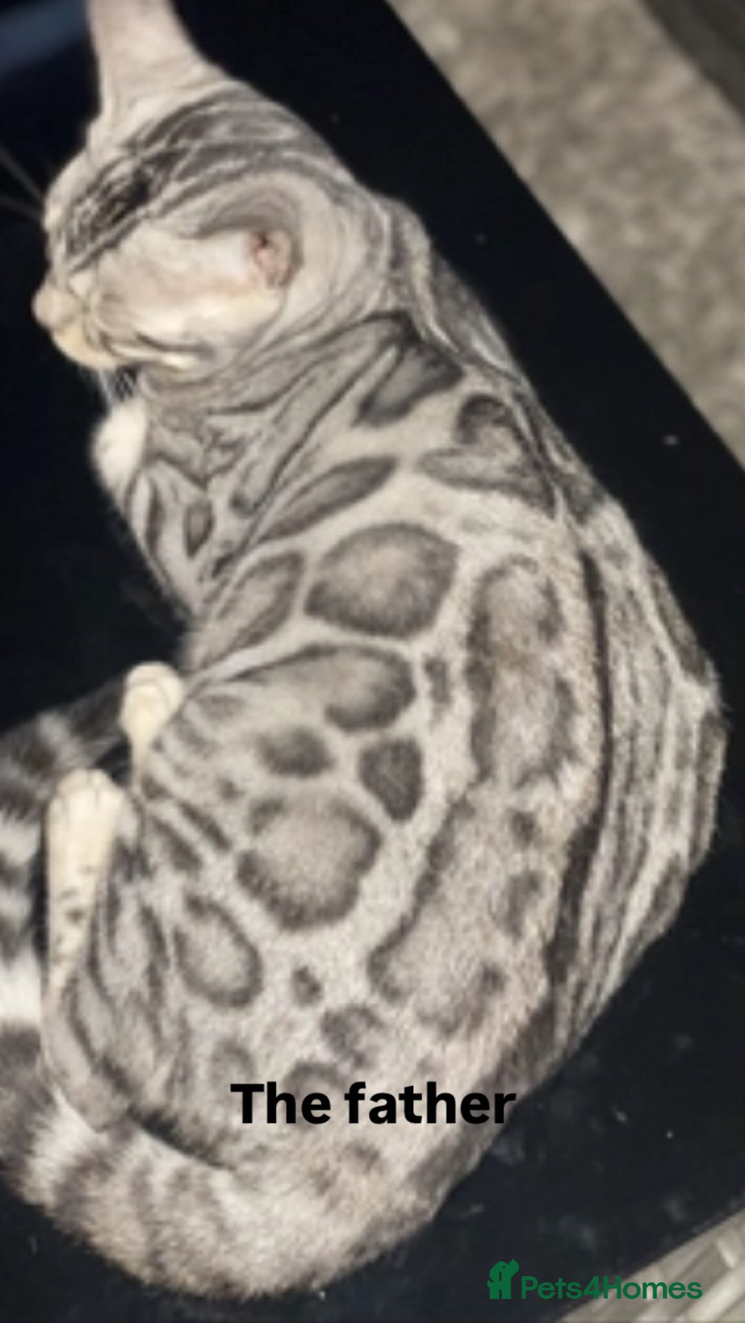 Bengal cats for sale: Stunning Silver & Charcoal Bengal Boys & Girls! - Image 24