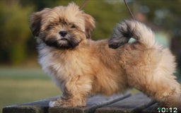 Lhasa Apso dogs for sale: Male Lhasa Apso puppy  - Image 1