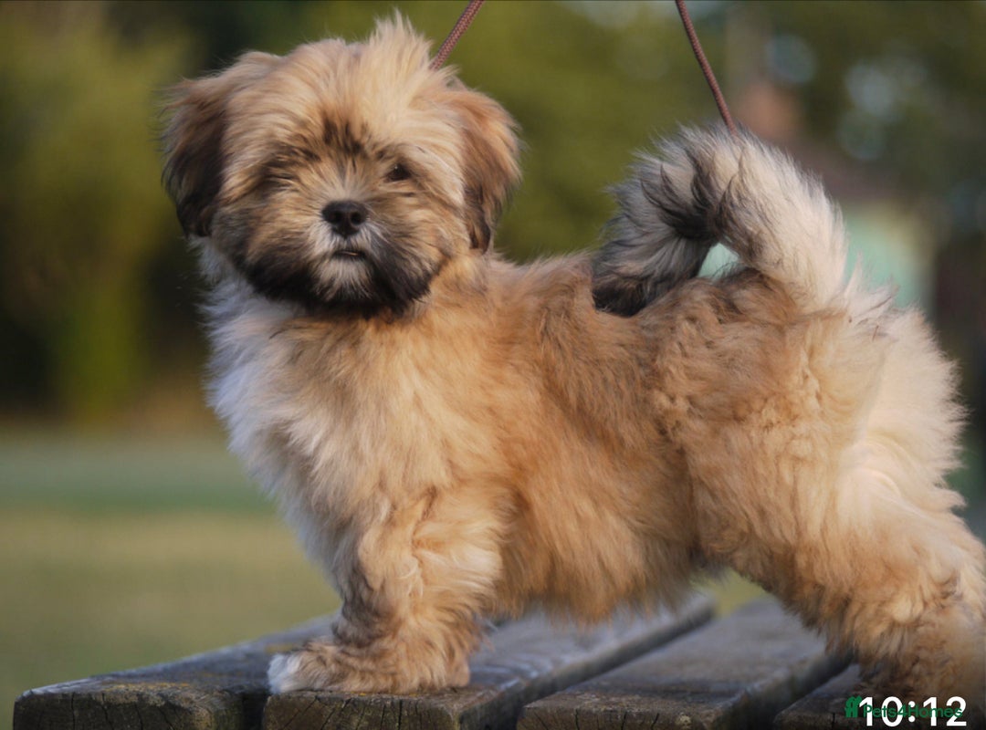 Lhasa Apso dogs for sale: Male Lhasa Apso puppy  - Image 1