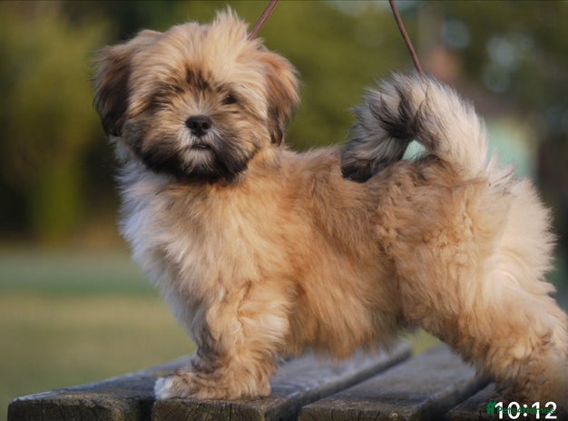 Lhasa Apso dogs - Advert 1