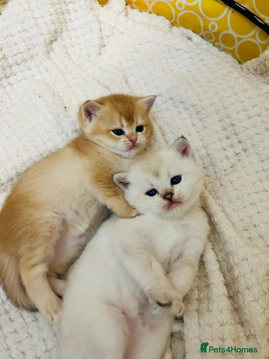 Scottish Fold cats for sale: Fall in love Reservations open beautiful kitties  - Advert 13