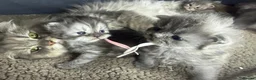 Persian cats for sale: Beautiful Persian babies in Bradford - Advert 8