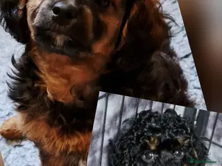 Cavapoochon dogs Our last Phantom boy and Sable girl Cavapoochon - Advert 3