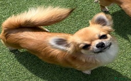 Chihuahua dogs for sale: Gorgeous Longcoat little boy - Image 8