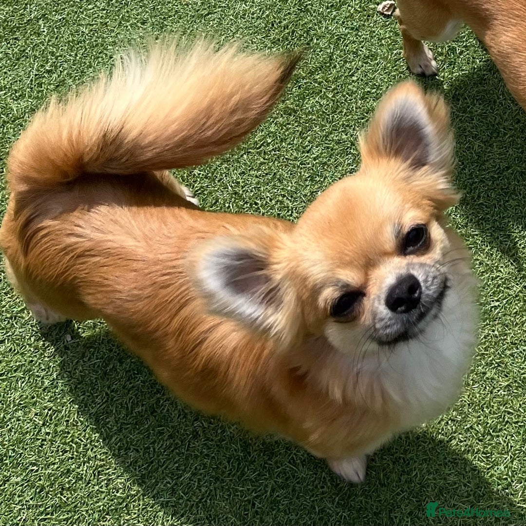 Chihuahua dogs for sale: Gorgeous Longcoat little boy - Image 8