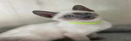 Siamese cats for sale: GCCF Registered Traditional Siamese Kittens  - Advert 32