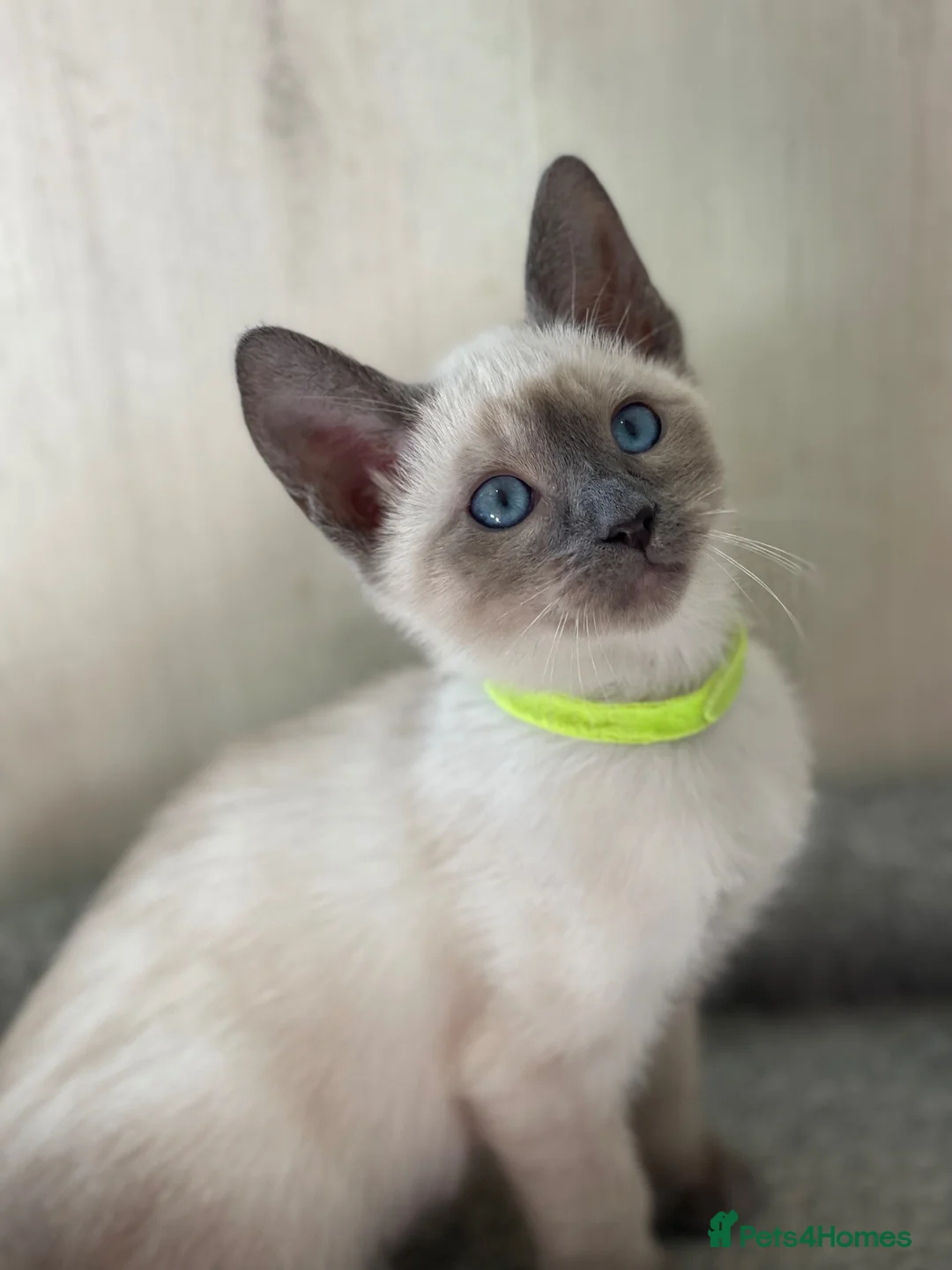 Siamese cats for sale: GCCF Registered Traditional Siamese Kittens  - Advert 32
