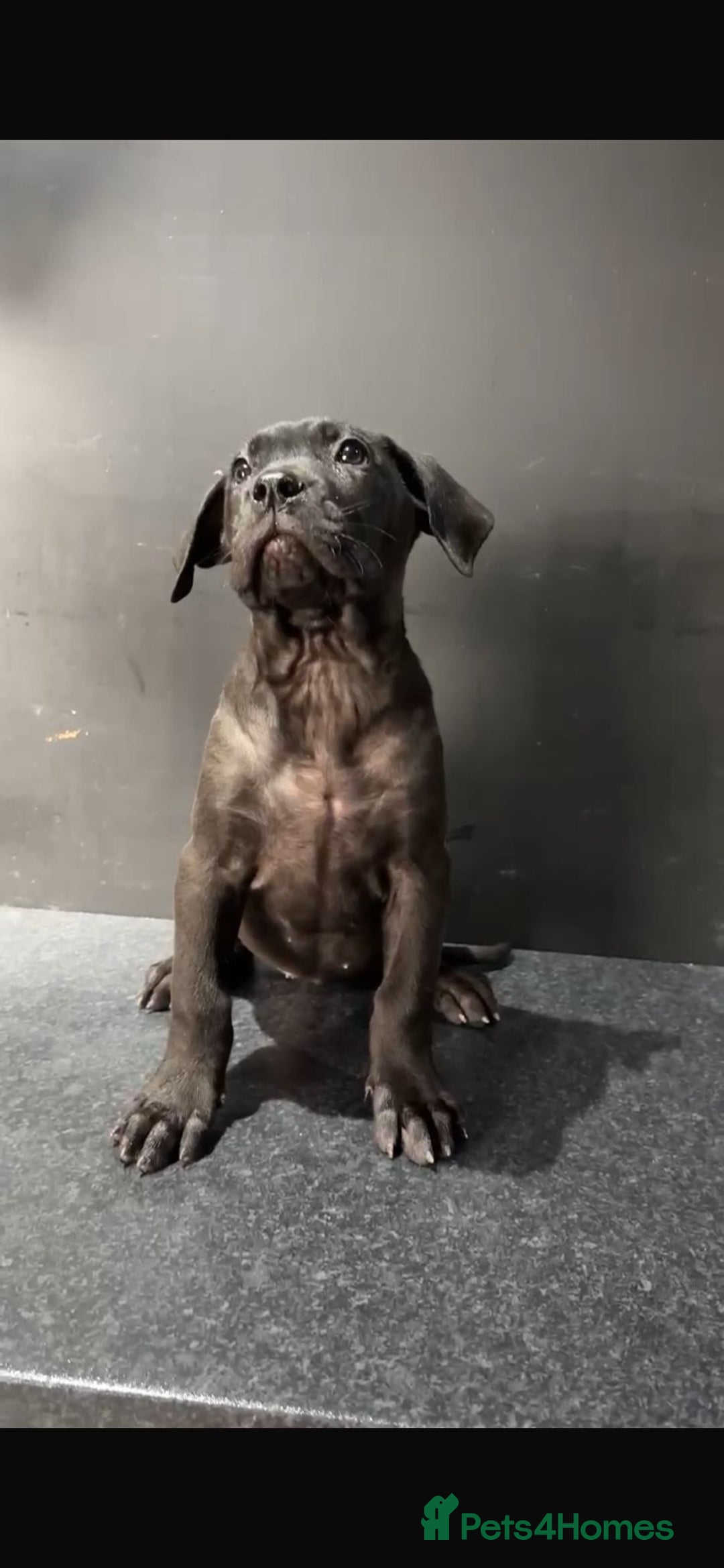 Presa Canario dogs for sale: Black presa Canario puppies - Image 1