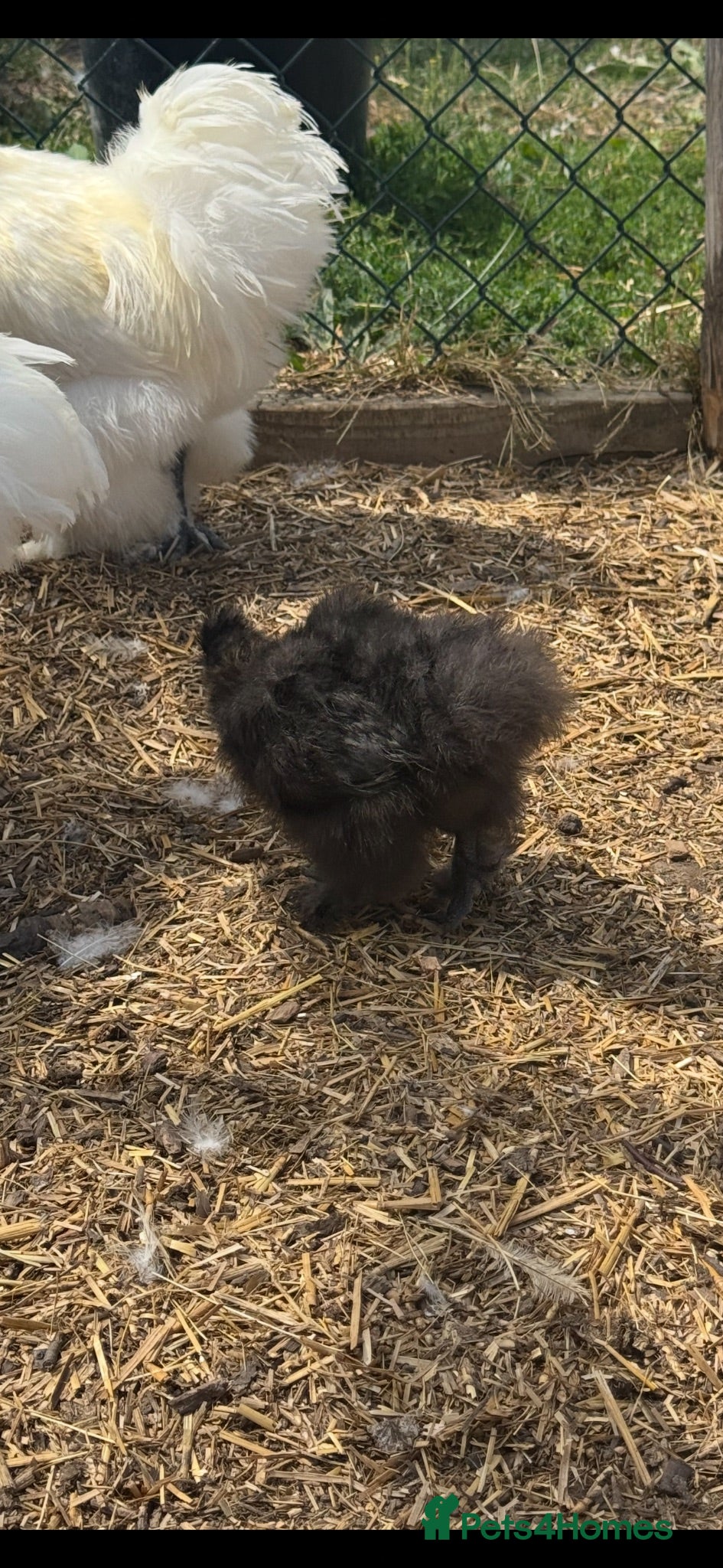 Chickens poultry Silkie chickens  - Advert 1