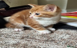 British Shorthair cats for sale: Short haired kittens  - Image 12
