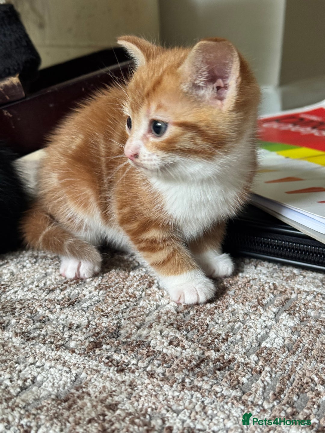 British Shorthair cats for sale: Short haired kittens  - Image 12