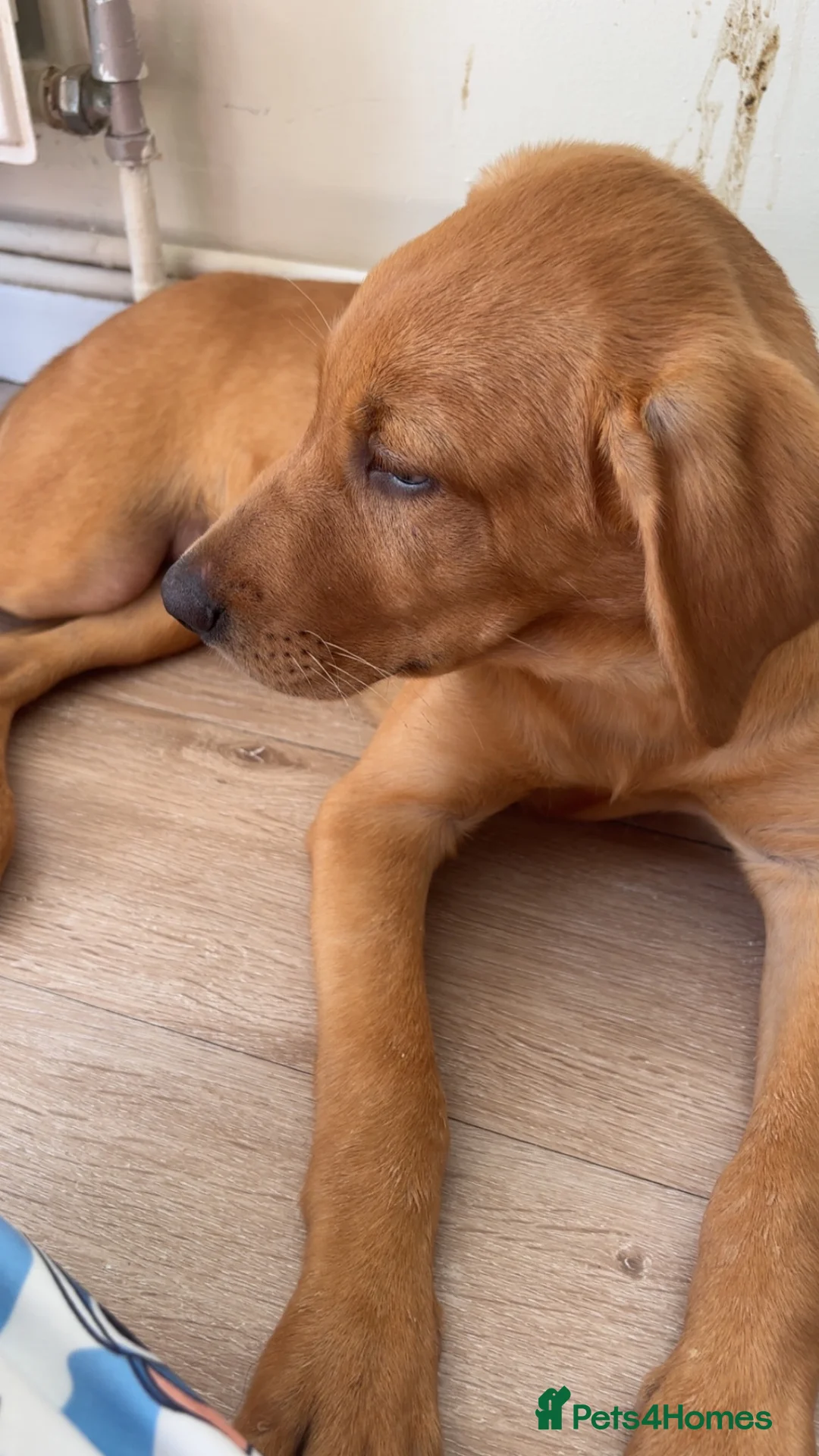 Labrador Retriever dogs for sale: Golden Labrador  - Advert 2
