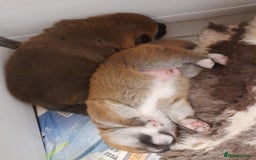 Japanese Shiba Inu dogs for sale: Home reared boys - Image 4