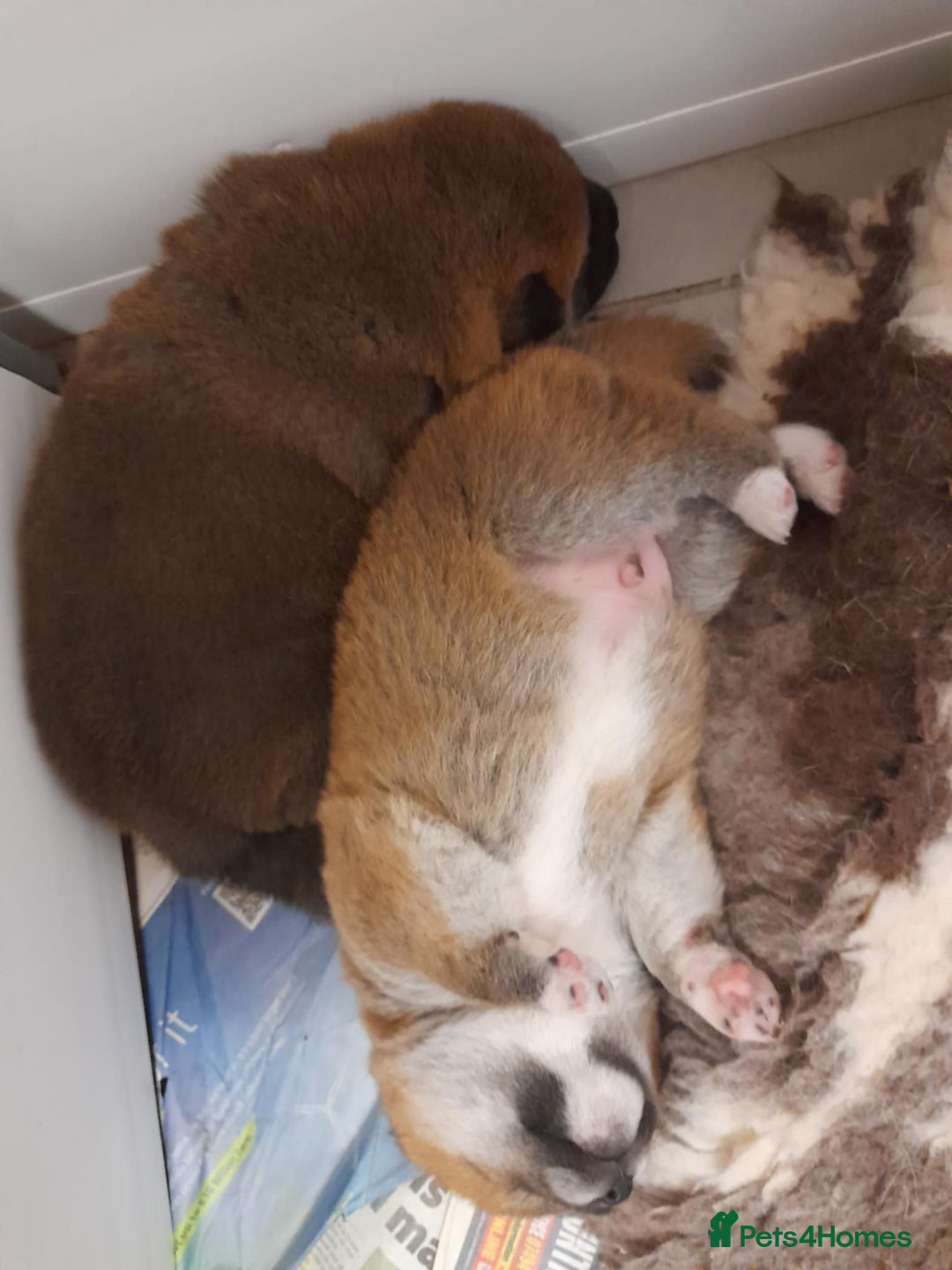Japanese Shiba Inu dogs for sale: Home reared boys - Image 4