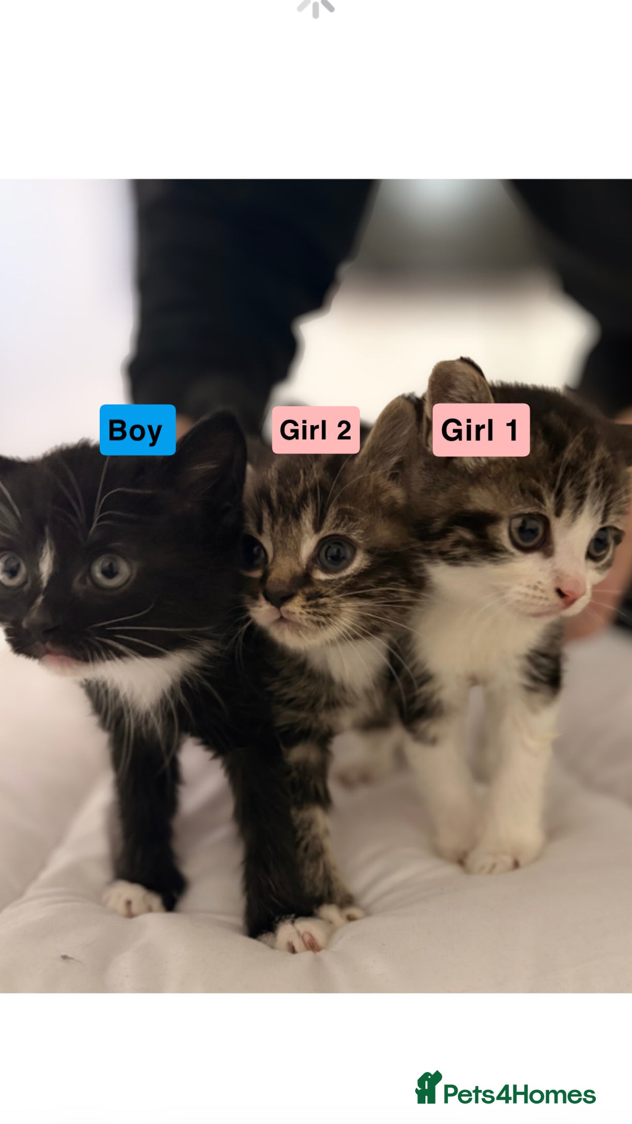 British Longhair cats Domestic long hair x Siamese kittens for sale  - Advert 7